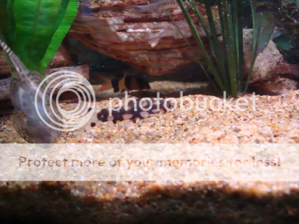 polkadotloach.jpg