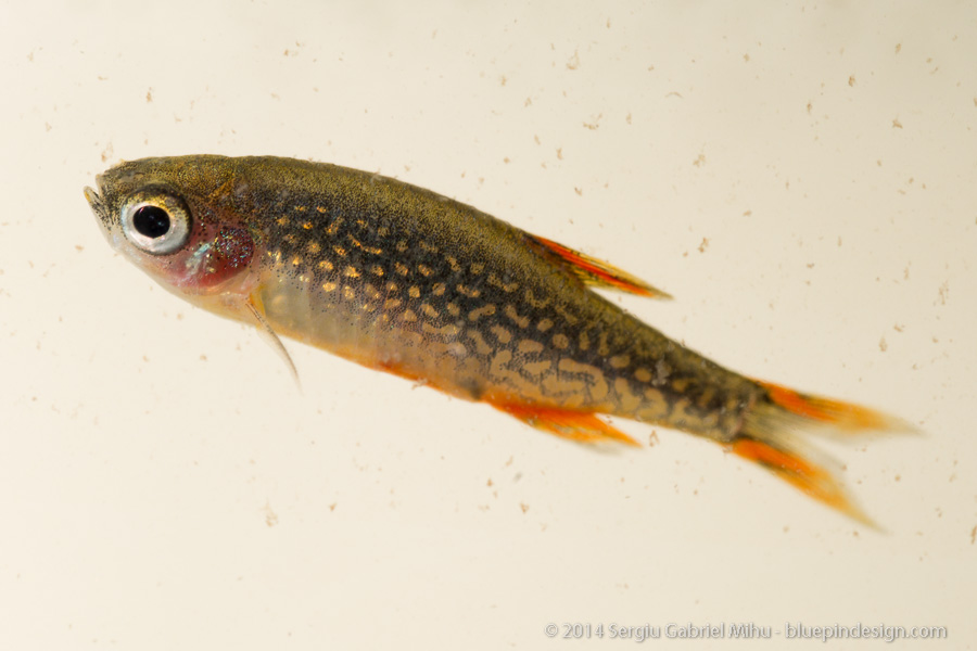 galaxy_rasbora_sick__DSC3602.jpg