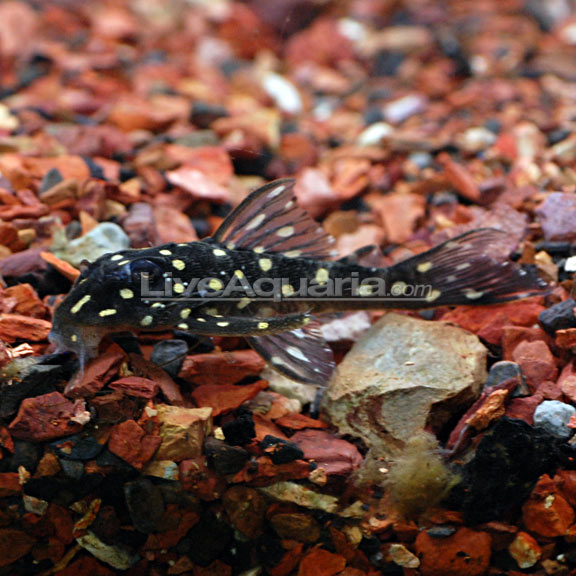 lg-89874-pleco.jpg