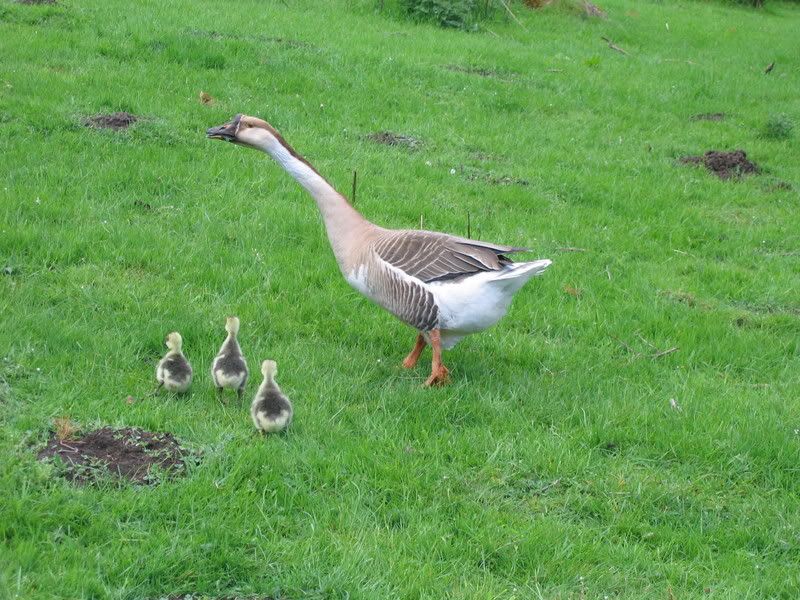 goslings001.jpg