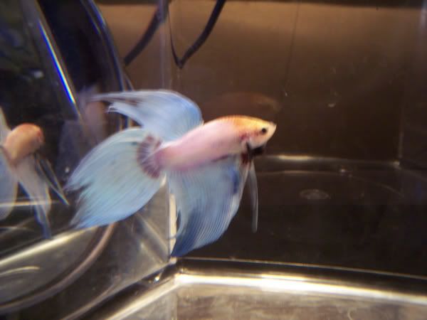 Betta5.jpg