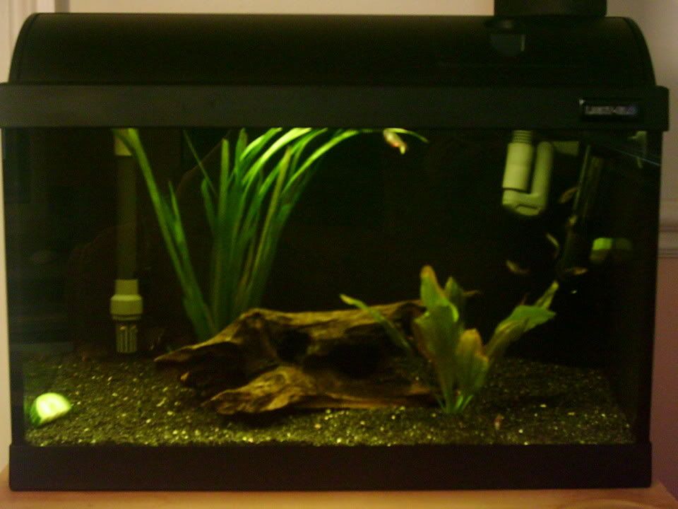 MyFluval500AquariumCurentSetup.jpg