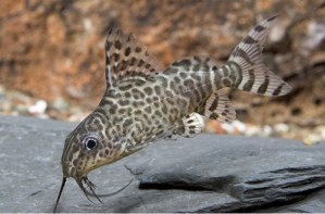 Synodontis_nigrita.jpg