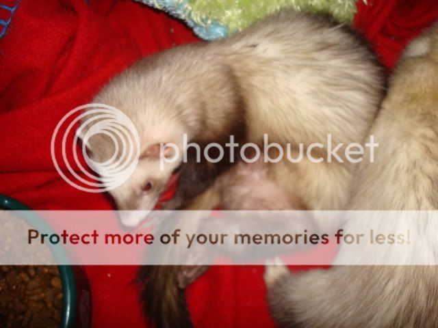 ferrets010-1.jpg