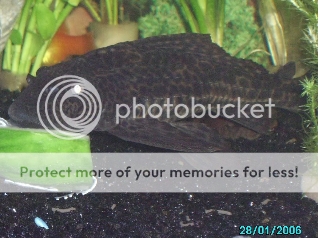 plecolovescucumber02.jpg