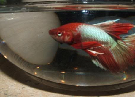 bettas095.jpg