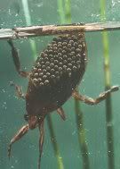 giant_water_bug_with_eggs.jpg