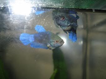 bettas322.jpg