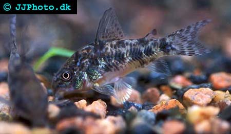 corydoras_paleatus_1.jpg