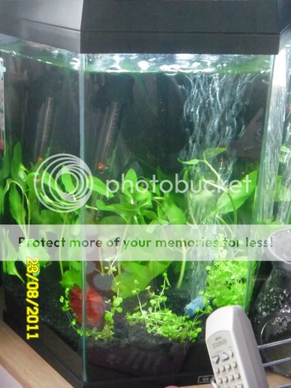 Bettas038.jpg