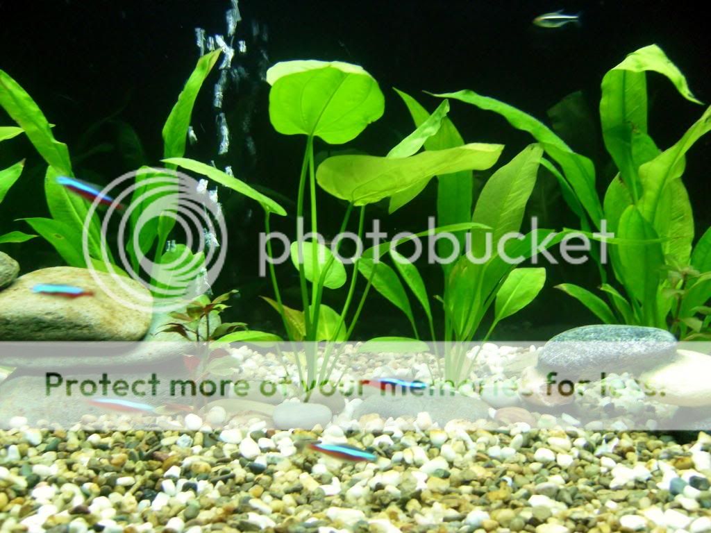 aquarium_jan2012_4_zps8f3442cb.jpg