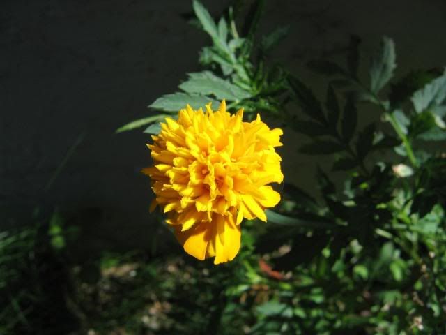 Marigold.jpg