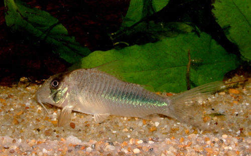 corydoras_amapaensis_species_large.jpg