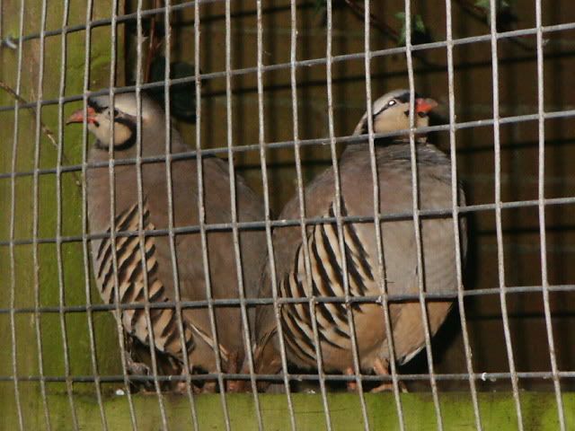 redleggedpartridge.jpg