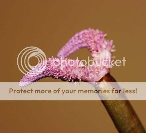 laceflower.jpg