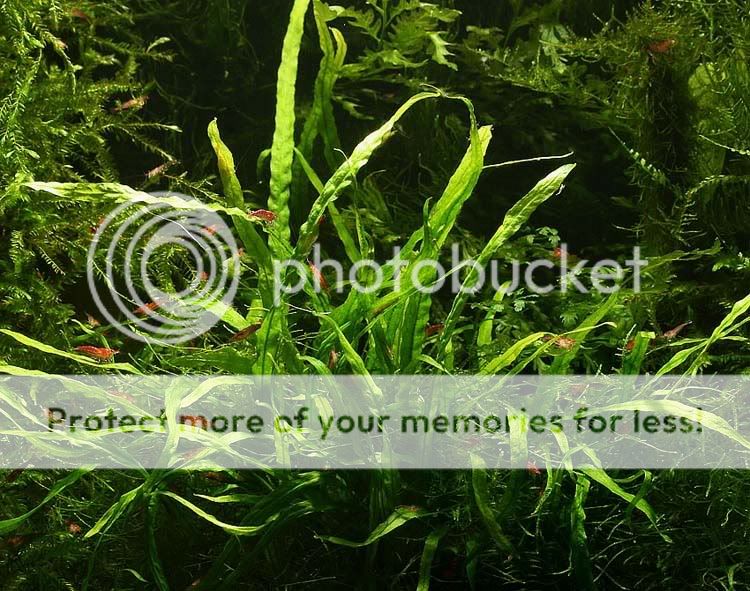 needleleaf.jpg