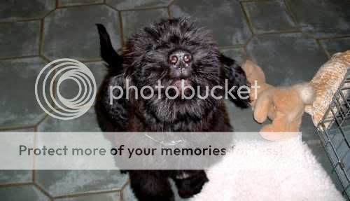 barneypuppy.jpg