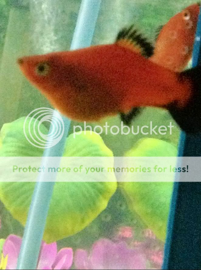 preview_image_1_87751882x_zpse98948be.jpg