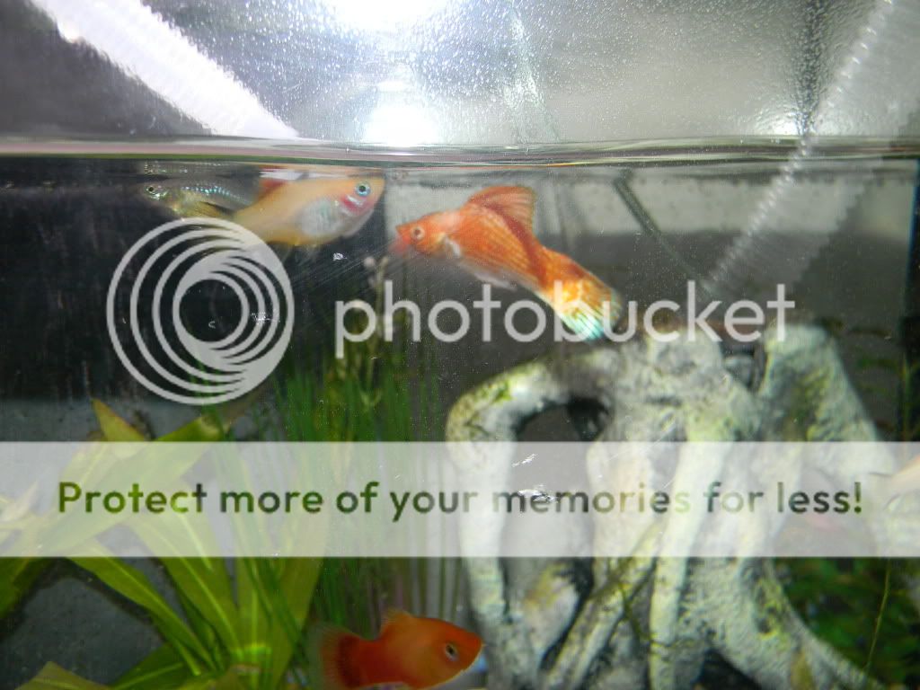 fishy027.jpg