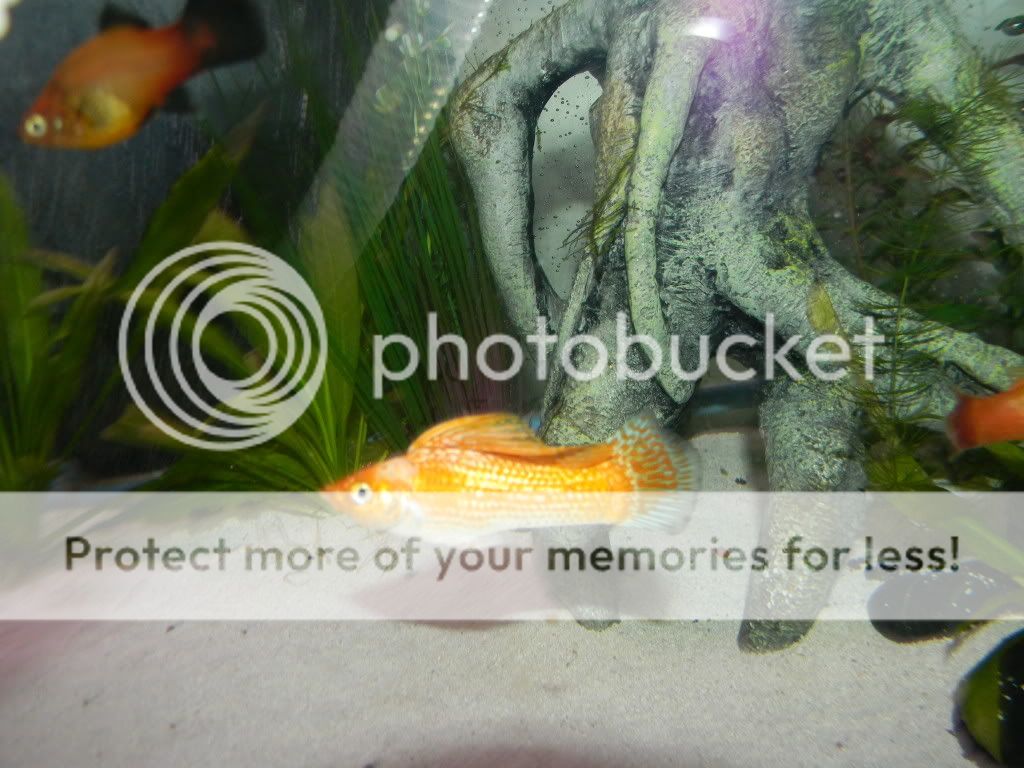 fishy032.jpg