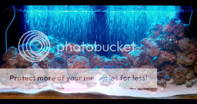 mbuna-tank.jpg