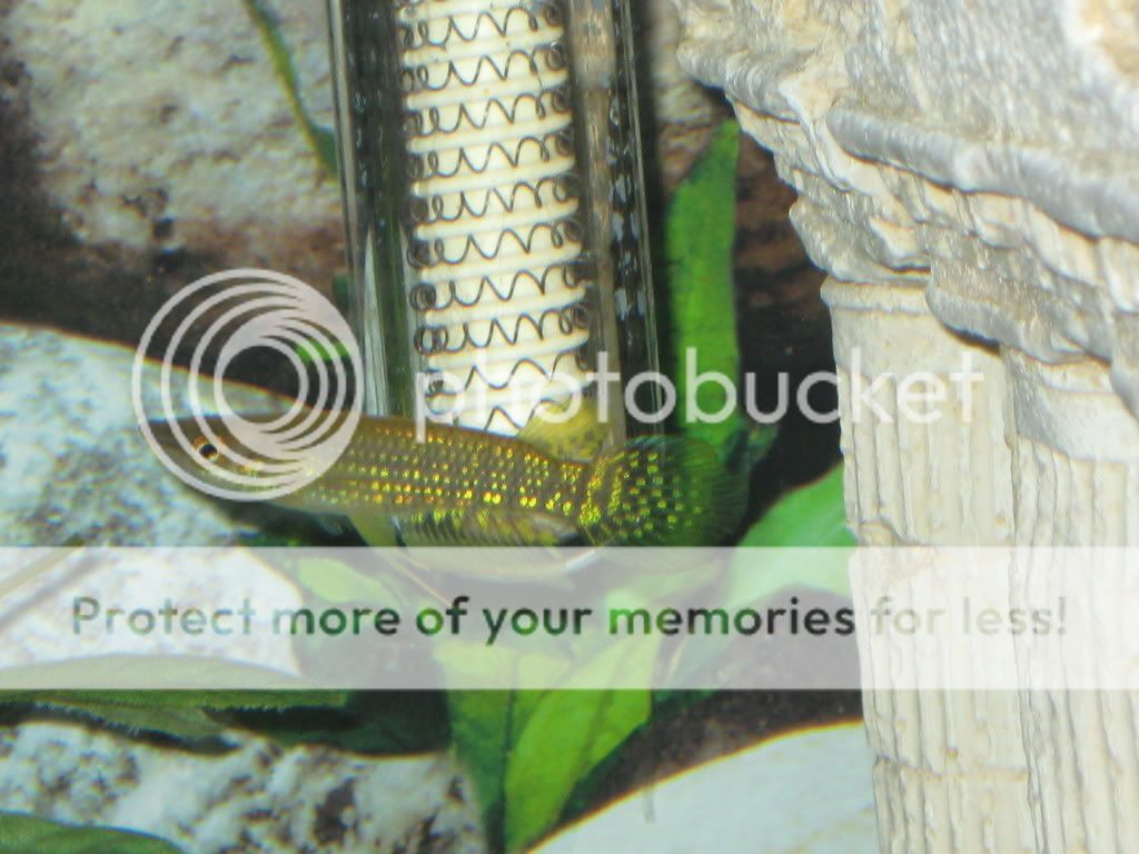 Newkillifishandhillstreamloach024.jpg