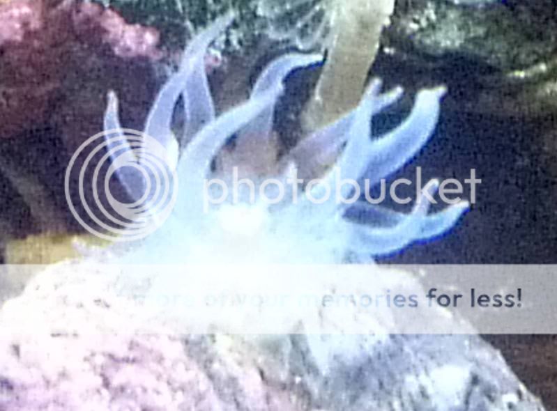 anemone.jpg