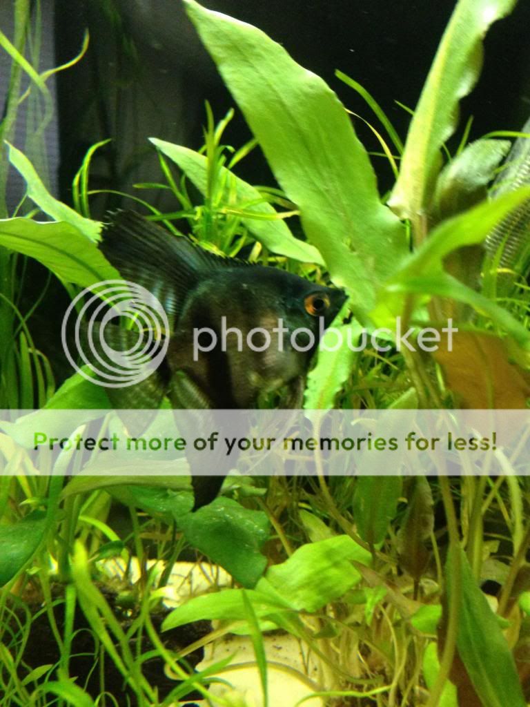 angelfish.jpg