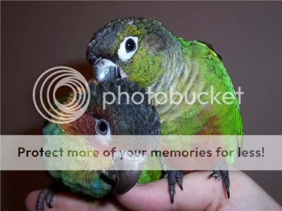 161105conures4.jpg