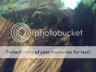 CopyofPICT0032-1.jpg