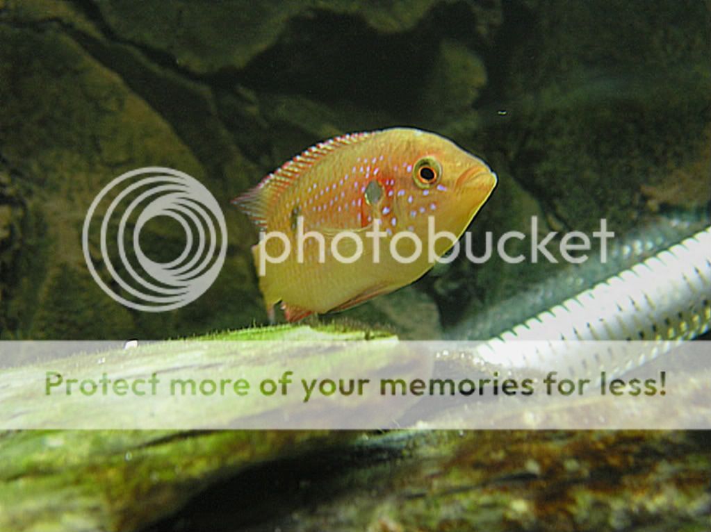 cichlid017.jpg