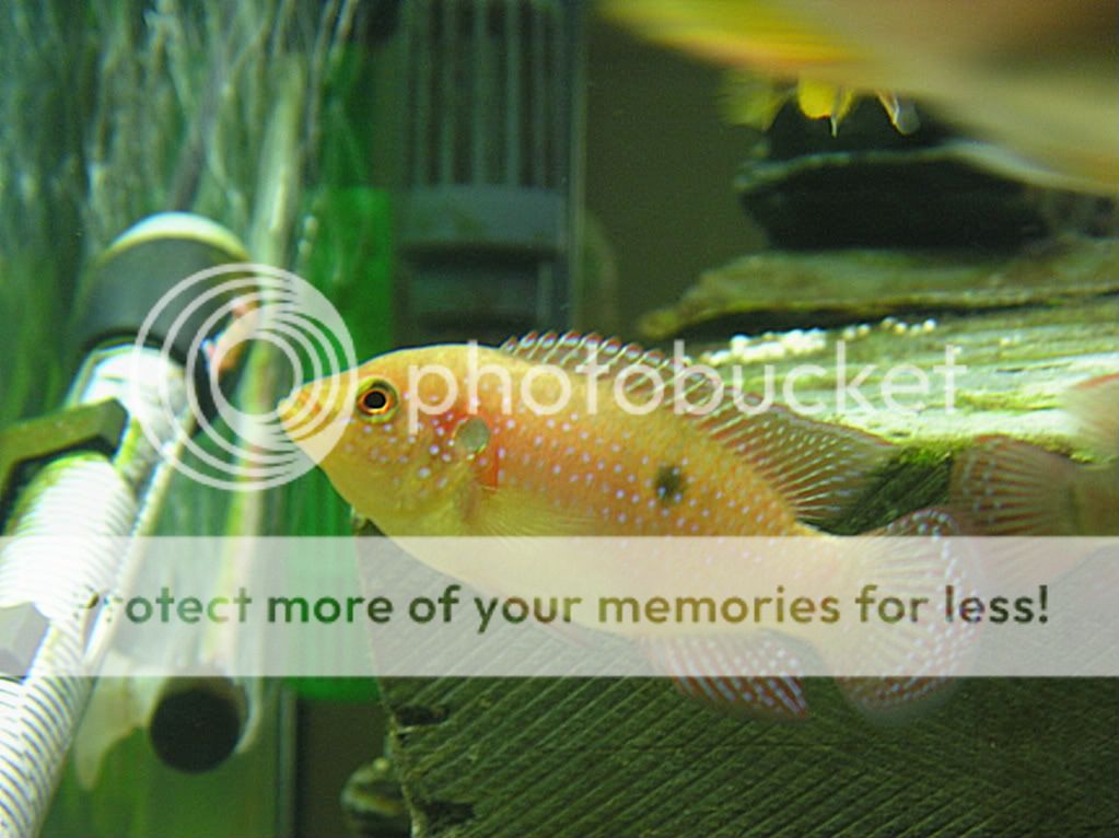 cichlid020.jpg