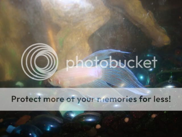 bettas011.jpg