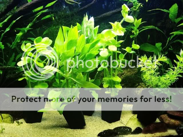plants170912.jpg