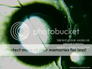 Aphanius-mento-Day-1.jpg