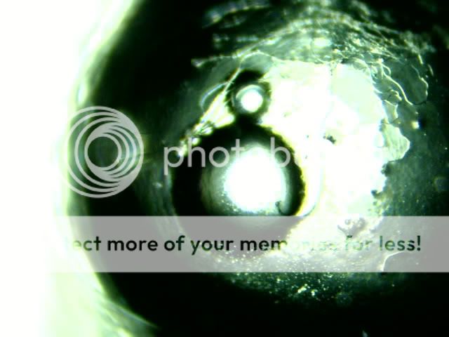 Aphanius-mento-Day-2-1.jpg