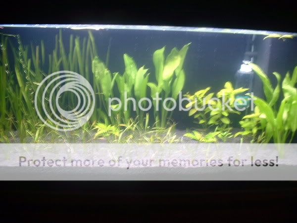plantedtank4thoct05.jpg