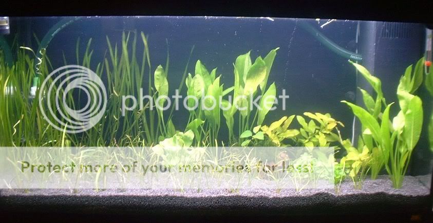 plantedtank6thnov05newplants.jpg