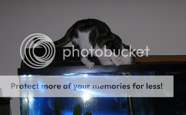 Catintank2.jpg