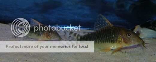seussis.jpg