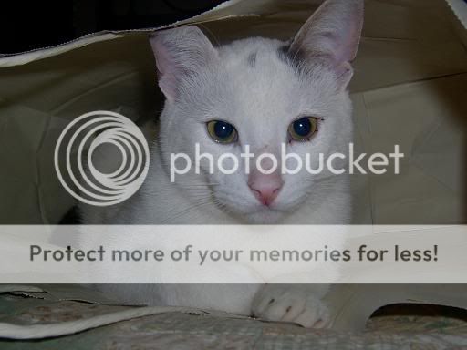 animales00222.jpg