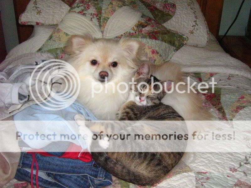 GardiniasandCiciandCleo015.jpg