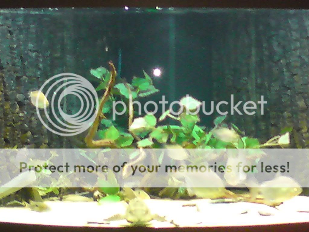 cichlidtank29-07-082.jpg