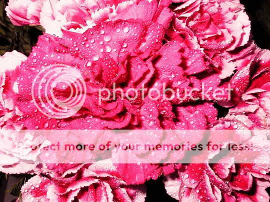 carnations5edit.jpg