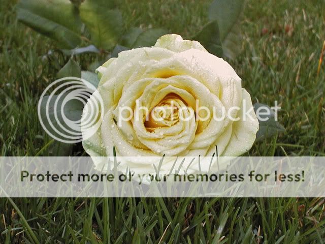 rose2edit.jpg
