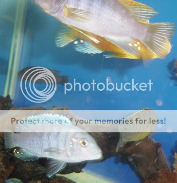 group_cichlids3.jpg