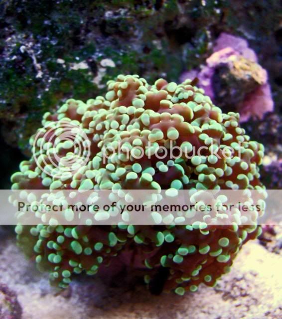 2009_0416reefnano0031a.jpg