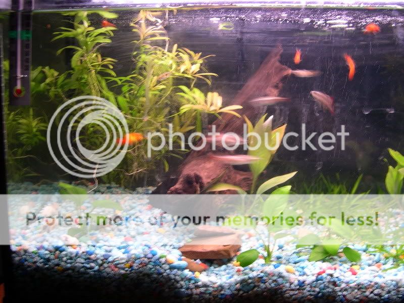plantedtank3.jpg