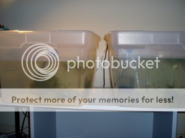 P9130015.jpg