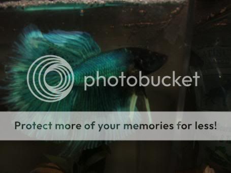 bettas043.jpg